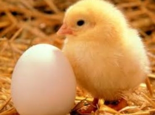  la guardería y sus polluelos 